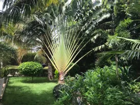 Villa contemporaine sur un terrain de 1200m2, très arboré, un magnifique jardin,
3 chambres, 3 salles d'eau privatives, placard dans les chambres, salon -séjour
cuisine ouverte et très bien équipée , cellier, cuisine extérieure ,
une grande terrasse aménagée ouverte sur la piscine, garage fermé , parking, local gardien
puits, compteur Sen 'eau