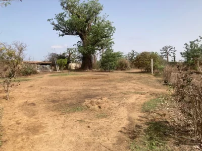 Magnifique terrain arboré à 500 m  d'Accro Baobab Bandia 