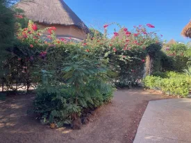 Villa idéalement située en plein centre ville de Saly,
au sein d'une résidence calme et sécurisée avec piscine commune
Elle se compose d'1 chambre avec salle de bain privative, un salon,
cuisine fonctionnelle , une terrasse, réserve d'eau, un lave linge